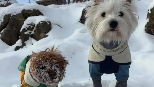 狗子第一次见到雪，在雪地里玩疯了，狗：冻死也要玩