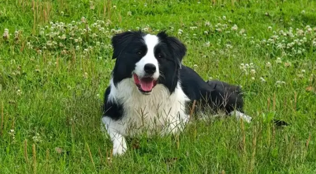 边牧当街被抢，车主死磕40公里，逼得偷狗贼主动送回