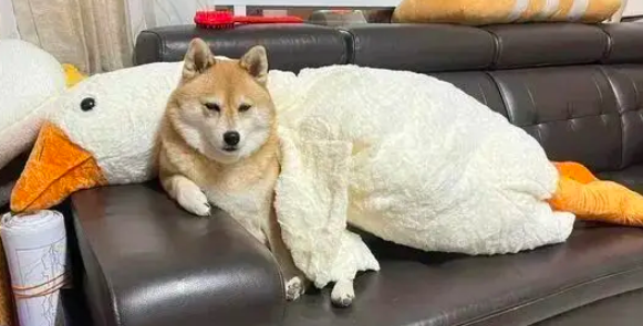 送狗子一个大鹅，开始很不屑，10分钟后却彻底“爱”上了