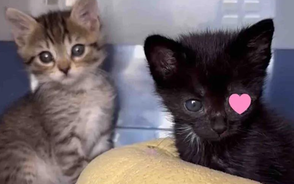 小黑猫因病摘除眼球，哥哥寸步不离