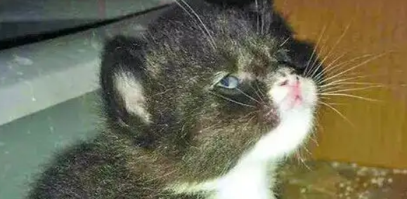 五万流浪猫围城：哈尔滨的“喵”患与解法