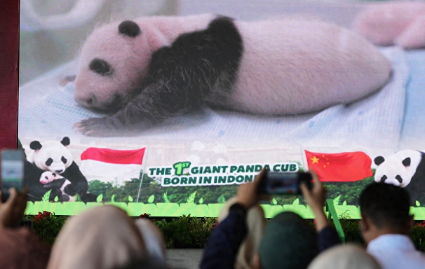 首只在印尼诞生大熊猫“里奥”正式亮相