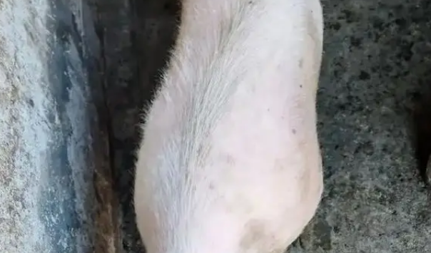 猪狗被困10天，猪饿出马甲线，拉布拉多却胖出啤酒肚