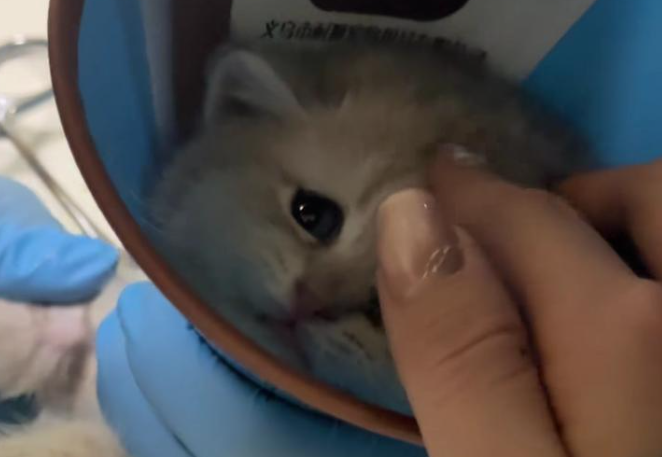 直播间买到病重星期猫，退货前主人心软