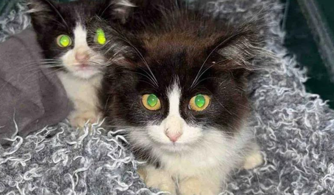 街头小猫紧靠大猫，好心人将其带回家