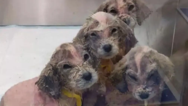 网友捡了6只快死了的无毛小奶狗，没想到养着养着……变成了大白熊