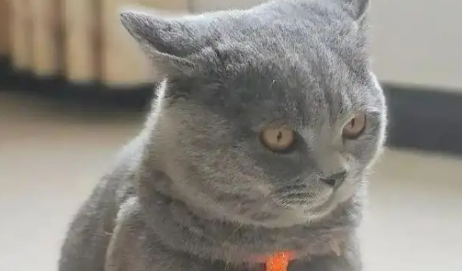 猫咪被拐至千里之外，听到主人呼唤哭到哽咽，陌生人接力送它回家