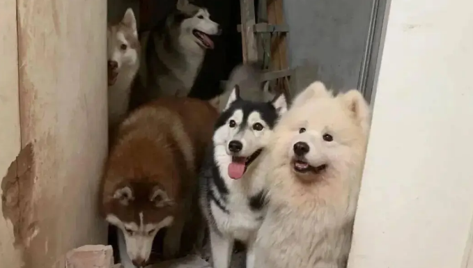 网友家装修，带着家里的拆迁队去了，哈士奇：这点儿活一周就干完