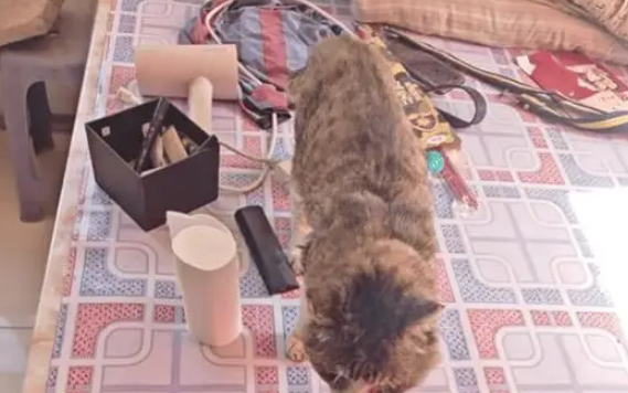 男子分享23岁老猫的生活日常，能吃能睡非常乖巧