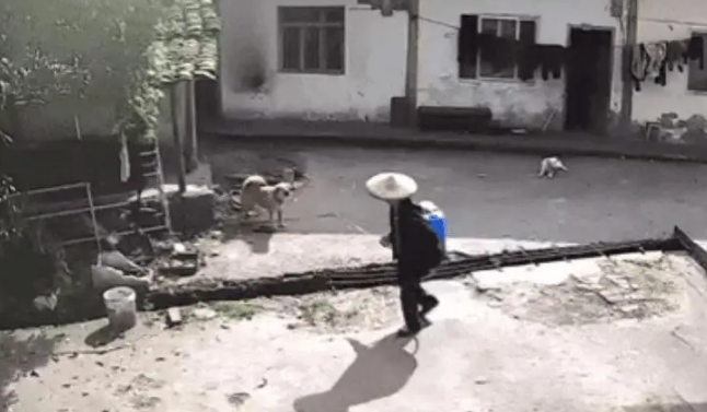 狗狗在自家院子，却被路过的村民喷了一脸农药