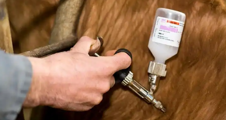 法国将为100万头牛接种牛疙瘩皮肤病疫苗