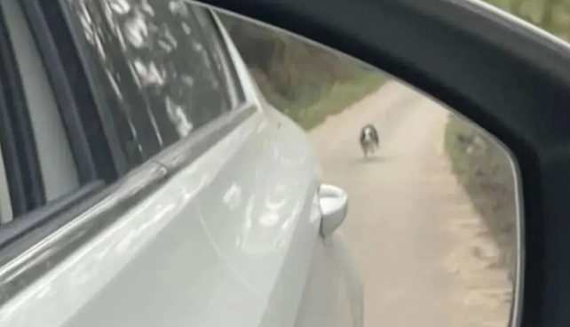 网友开车返城上班，发现小狗在疯狂追她的车