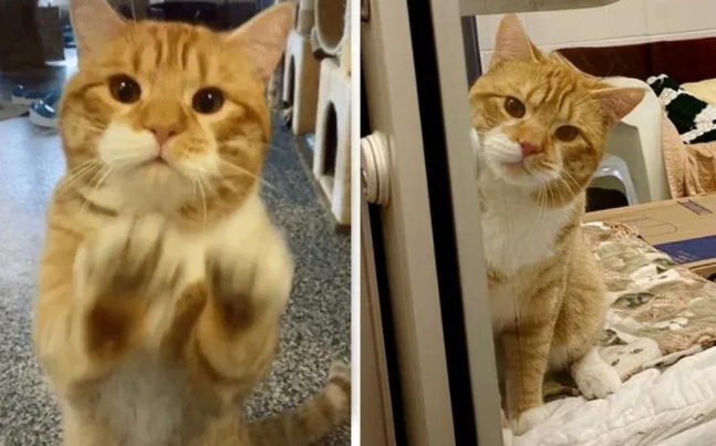 流浪猫疯狂招手求收养，背后故事太心酸，谁能给它一个家？