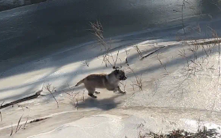 狗子在冰面上脚底打滑，跑半天一直在原地