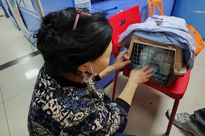 北京这个小区，流浪猫，安静了！