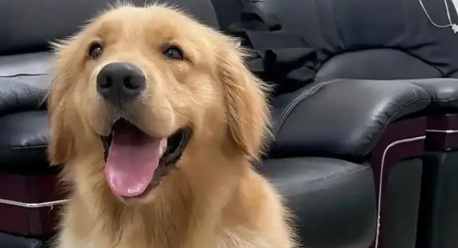 穿上新买的狗爪棉鞋，让自家金毛陷入沉思，汪：露出狗脚了吧