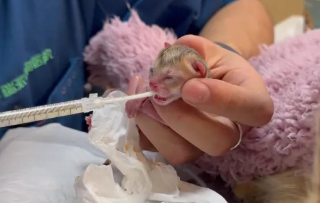 怀孕金渐层连纸箱被扔，拼死生下一只独苗