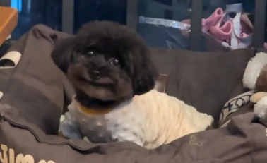 泰迪对人和狗是两幅面孔。网友：这才是老戏骨