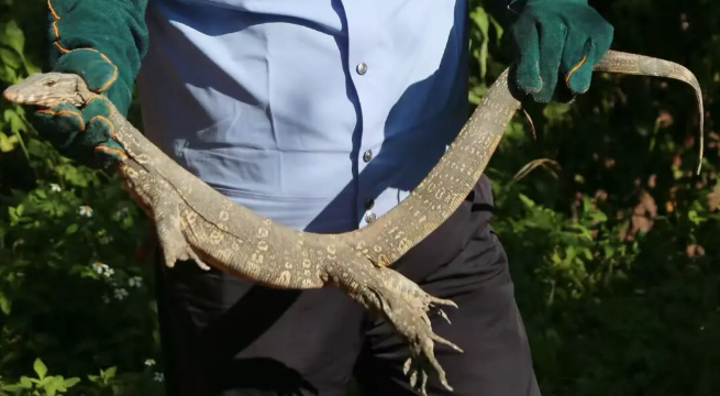 云南景谷警民联手救助国家一级保护动物圆鼻巨蜥