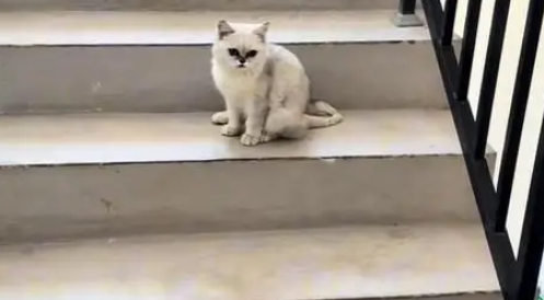 电梯口捡到银渐层，原主弃养苦等7日，安全出口见真情