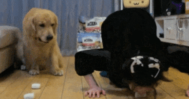 俩主人分别跟狗子比谁吃饭快谁抢饭快，没成想主人出老千