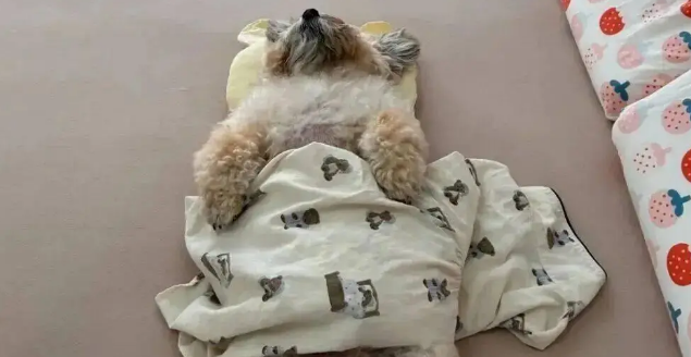 狗狗睡觉时往往很警觉，但网友家的狗……哈哈哈哈！