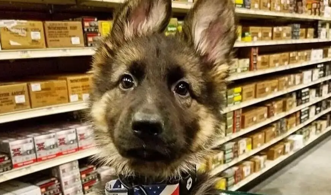 一只德牧宝宝的照片走红，网友惊呼：这就是我的心上狗