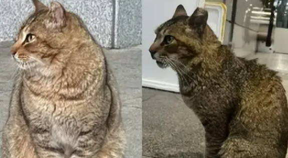 地铁口的流浪猫消失了，墙上字条暖哭全网：愿你被温柔以待