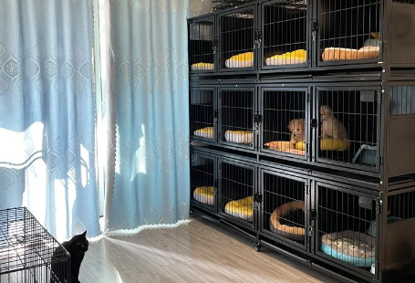 猫狗留守催旺“它经济”