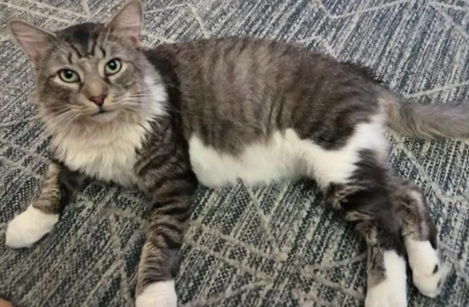 蜜月夫妻想领猫，两流浪猫跨越城市成兄弟，这缘分妙不可言