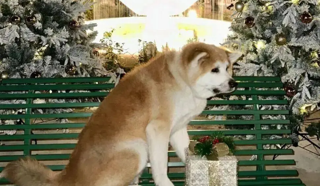 当主人在人多的地方给秋田犬拍照，这不就是社恐的我吗