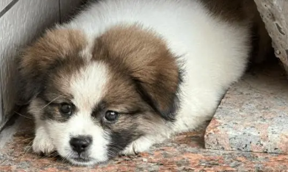 流浪狗误入小姐姐家门，被收养后开启幸福“狗生” 