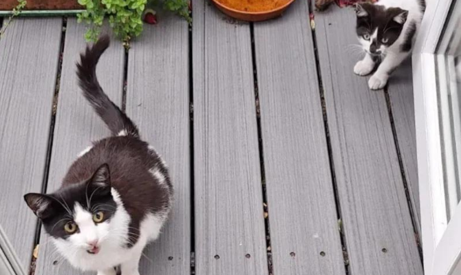 流浪猫妈带两娃上门求助，却没曾想到，肚子里竟还藏了惊喜