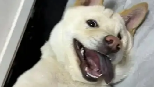 受伤小狗遭主人遗弃，医院里它仍摇尾巴，无奈医药费成无底洞