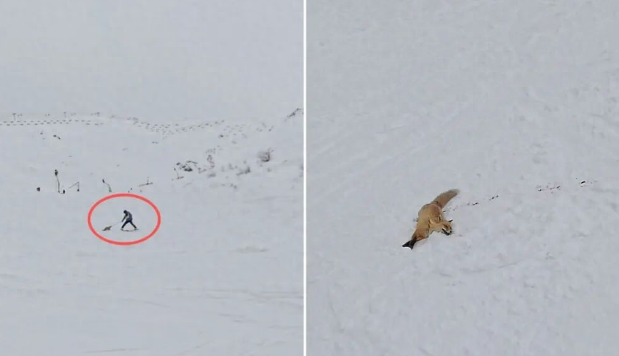 阿勒泰一野生狐狸咬人后被打死？当地通报：系短暂晕厥