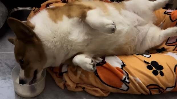 柯基躺在窝里喝牛奶。网友：我当狗估计也这个样子