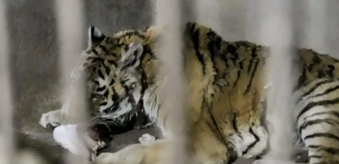 天津一动物园老虎“饿得皮包骨”？园方回应：属老龄化现象