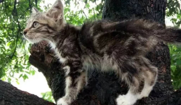 网友拍照头发被偷袭，竟是树上藏着喵星人