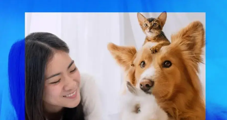 宠物经济成为消费市场新增长极