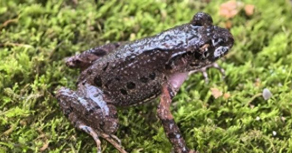 广西保护区发现两栖动物新物种——雅长掌突蟾