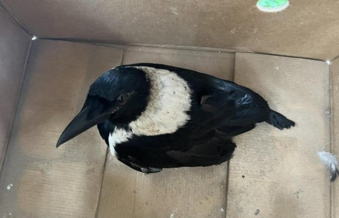 院子里来了“不速之客”白颈乌鸦