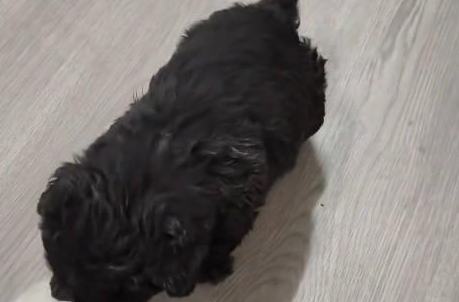 大雪来临前流浪狗妈妈把幼崽“托付”给店家，视频引发关注