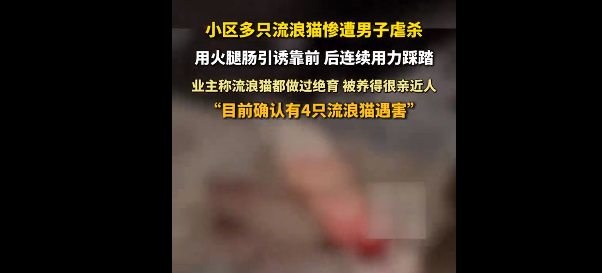 上海一男子火腿肠诱杀流浪猫 恶行引众怒