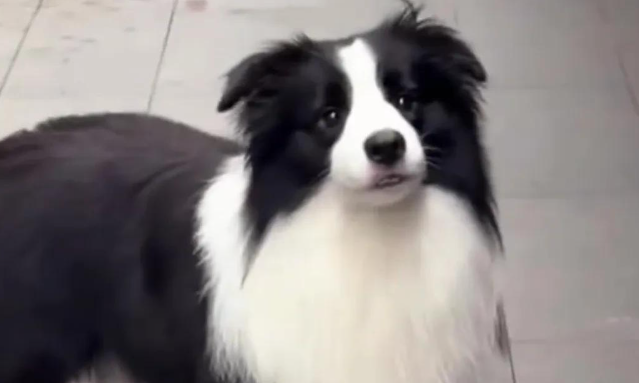 边牧有多聪明？网友表示，自己仿佛是它的宠物