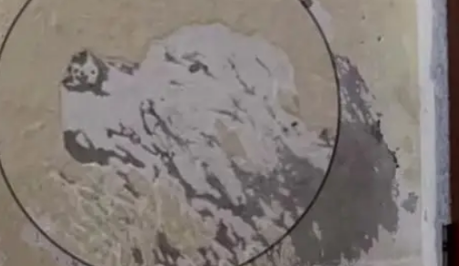 狗狗离世后，我在旧衣口袋摸到一撮它的毛发，汪：这个留给妈妈