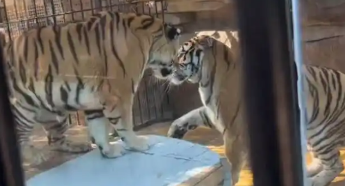 湛江一动物园园方回应：不存在虐待，网传的照片是陈年旧图