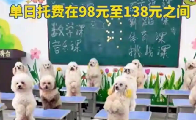 狗上幼儿园1.2万/月，报名需排2-3周！“人不如狗”成了现实？