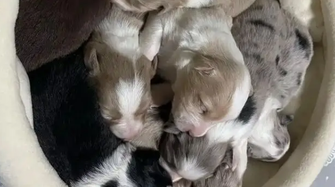 主人将新生狗崽扔河里，狗妈跳河救子摔断腿，有心救助却无力承担