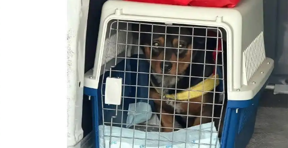 宠物被“掉包”、到家染病死亡，宠物托运乱象频发