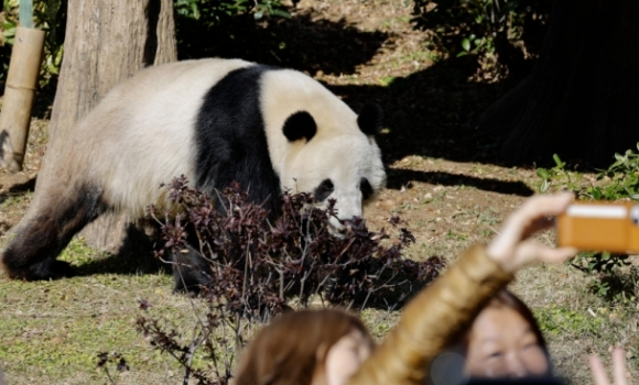 最后两只旅日熊猫将归国 跨国告别藏温情羁绊